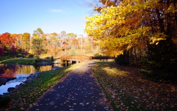 Fall Trail